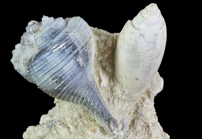 Tall Miocene Fossil (Gastropod) Cluster - France #70874